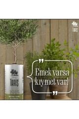 Tariş 1915 Naturel Sızma Zeytinyağı 2000mlx3